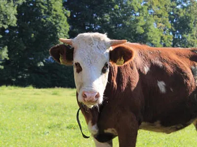 Bio-Bauernhof Bild 2